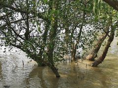 -宝安西湾红树林湿地公园