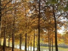 -合肥滨湖国家森林公园