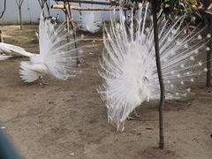 -宿豫区运河湾森林动物园