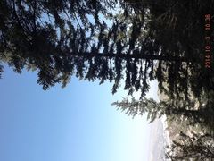 老爷山坡上的松树-老爷山风景区