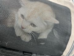 -喜多萌中农锦绣动物医院24H·猫科·牙科MRI·CT