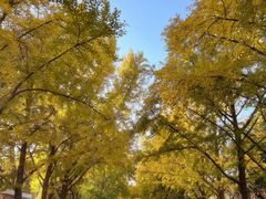 -三里屯东五街银杏大道