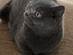 -Bastet sally猫舍购宠(静安店)