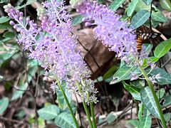 -上海佘山国家森林公园天马山园