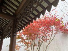 -秋霞圃