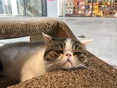 -瞄一喵猫咖(格力海岸店)