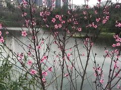 -重庆彩云湖湿地公园