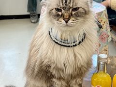 -共舞时光猫咖·狗咖(新街口店)