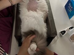 -伟伟宠物医院·CT影像中心·瑞派犬猫综合性门诊(汉口总院)