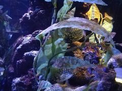 -暹罗海洋世界