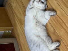 -瑞鹏宠物医院·猫科·宠保定点(梅溪湖分院)