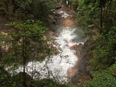 -九龙江国家森林公园