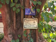 -西双版纳总佛寺