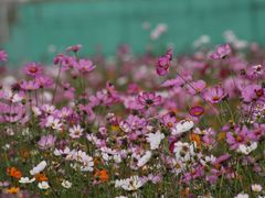 -亚龙湾国际玫瑰谷