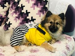 -乐琪宠物医院·犬猫专科·骨外科·急重症