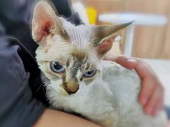 -瞄一喵猫咖(格力海岸店)