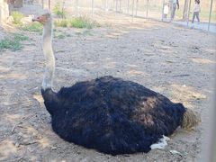 -意大利农场度假村