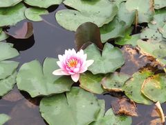 -武清南湖绿博园