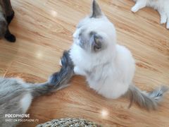 -momokira米努特·德文卷毛猫·棉花面纱犬