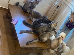 -楼上猫咖(罗湖店)