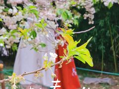 -西安青龙寺遗址景区