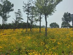 -小麦岛公园
