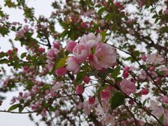 -海棠花溪(元大都城垣遗址公园)