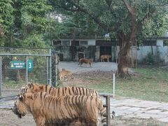 -深圳野生动物园