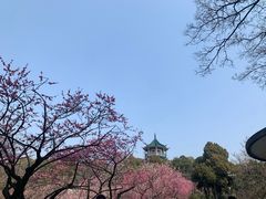 -无锡梅园公园