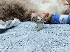 -博特宠物医院24h犬猫全科.骨科·异宠
