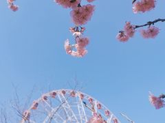 -顾村公园