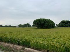 -大莲湖农家乐(青西郊野公园店)