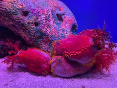-上海海洋水族馆