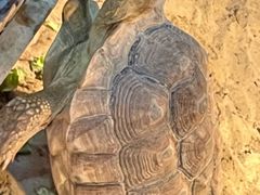 -上海大自然野生昆虫馆(东方明珠·爬宠昆虫探索中心)