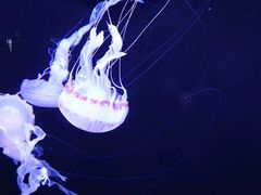 -成都浩海立方海洋公园