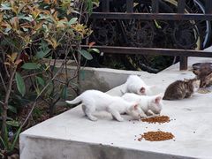 -开福禅寺