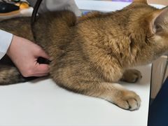 -谐和益家动物医院·免疫绝育·血液透析·宠保定点医院(高新伊藤分院)