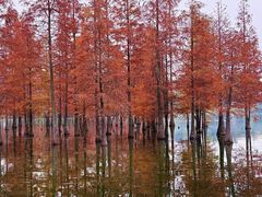 -白鹭湾湿地公园