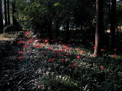 -红梅公园