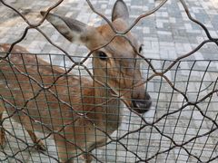 -长白岛森林公园