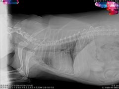 -纳吉亚猫专科动物诊疗中心(蒋宅口分院)