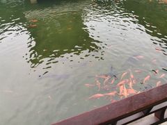 -江心屿景区