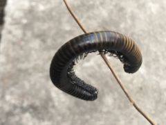 -玻璃桥景区石牛寨