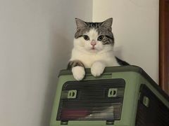 -lincat·猫舍(广州店)