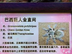 -上海大自然野生昆虫馆(东方明珠·爬宠昆虫探索中心)