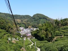 -十八棵（老龙井）御茶园(老龙井店)