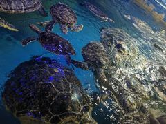 -烟台海昌鲸鲨海洋公园