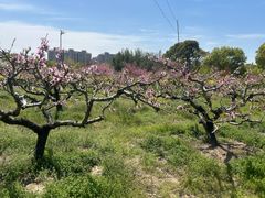 -南汇桃花村