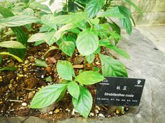 -深圳仙湖植物园