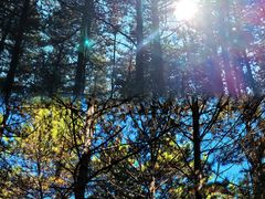 -帽儿山国家森林公园